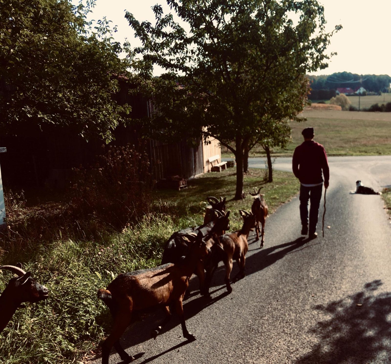 Mit den Ziegen auf dem Weg zur Weide